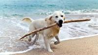 Area riservata ai cani al mare Civitanova Marche